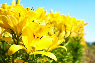 Beautiful bright yellow lilies growing at flower field, closeup. Space for text