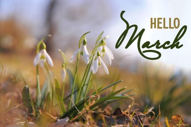 Image of Hello March card. Beautiful spring snowdrop flowers growing outdoors