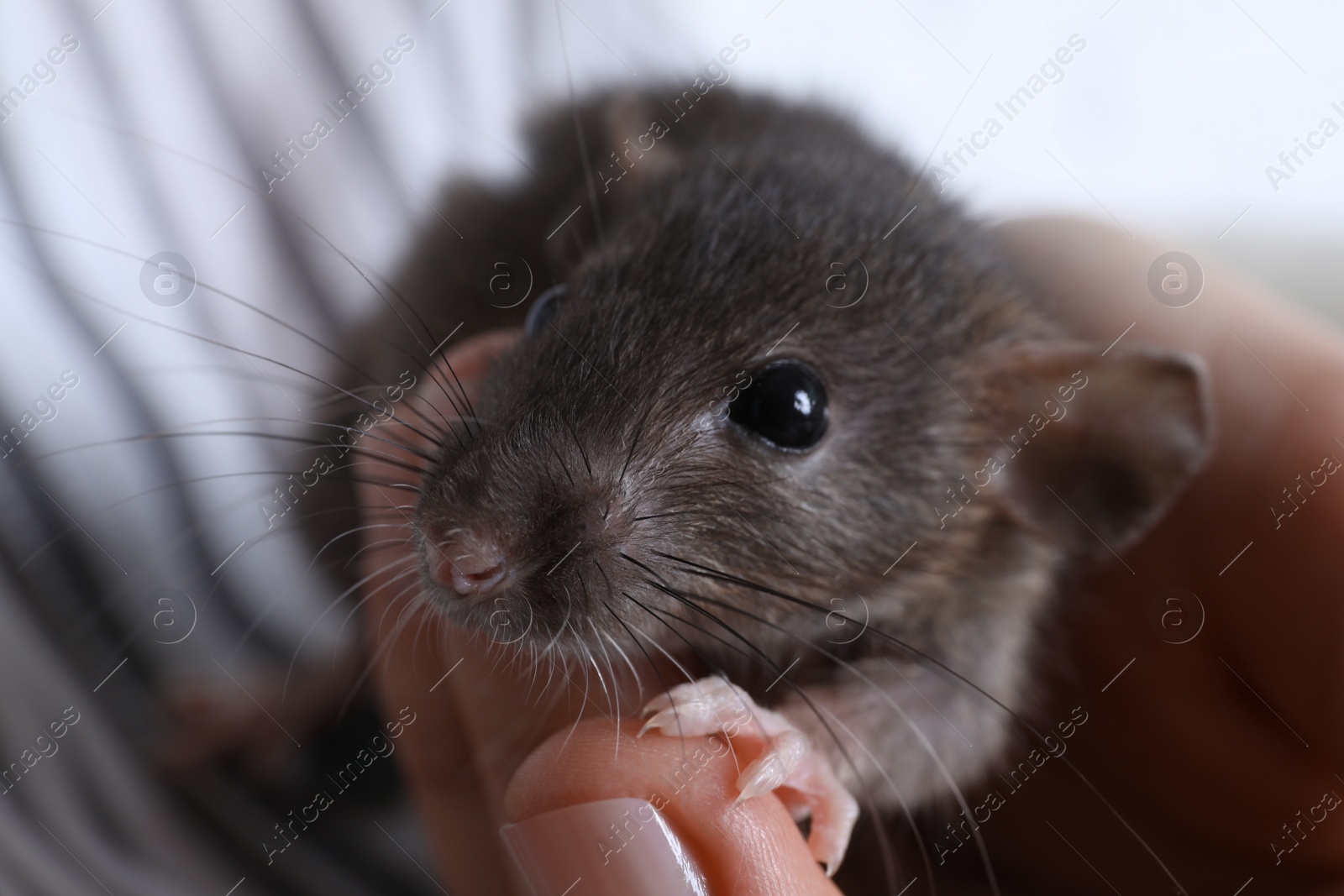 Photo of Woman holding cute small rat, closeup view