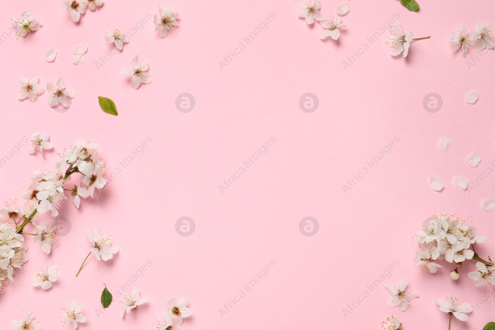 Photo of Frame of spring tree blossoms on pink background, flat lay. Space for text