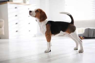 Cute Beagle puppy at home. Adorable pet