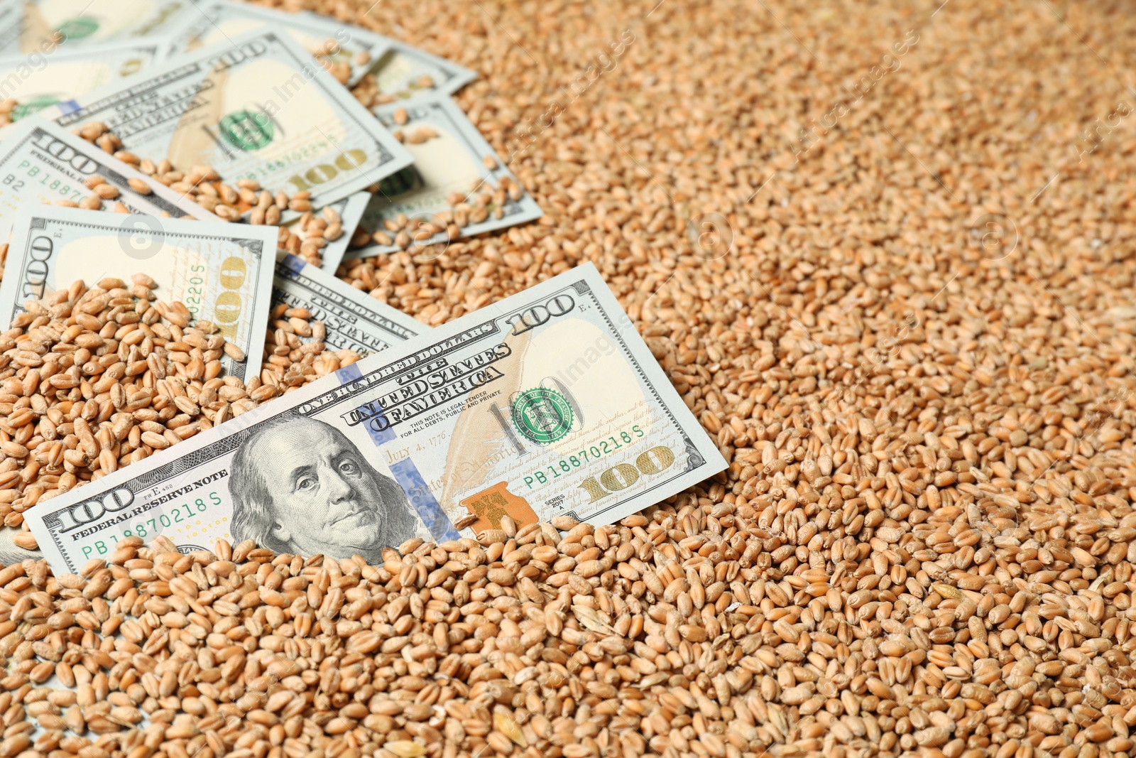 Photo of Dollar banknotes on wheat grains, closeup. Agricultural business