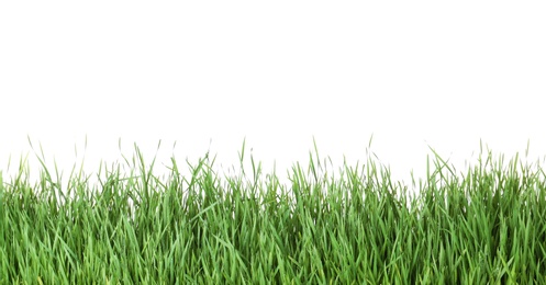 Photo of Beautiful vibrant green grass on white background