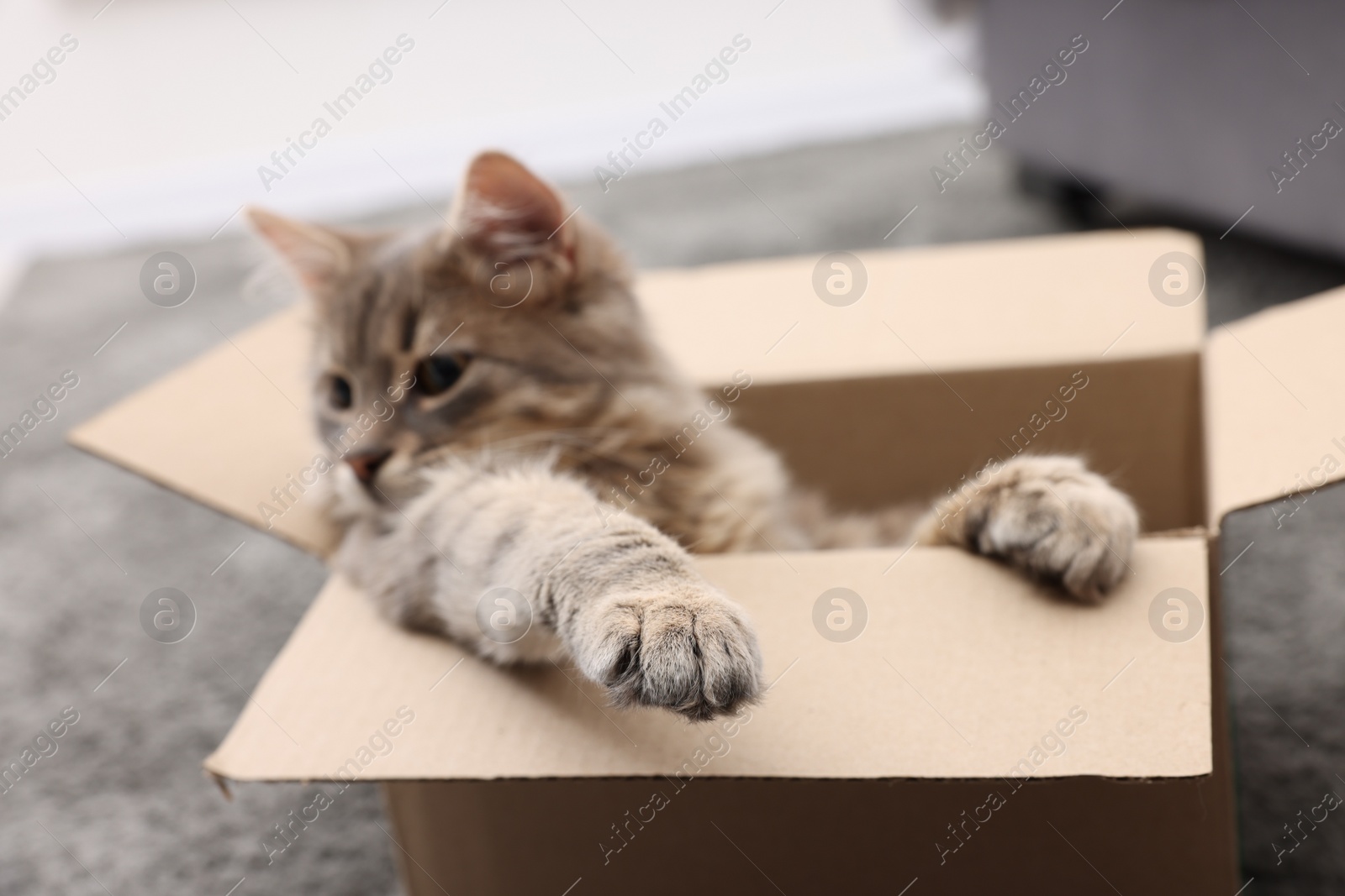 Photo of Cute fluffy cat in cardboard box indoors, focus on paw