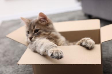 Photo of Cute fluffy cat in cardboard box indoors, focus on paw