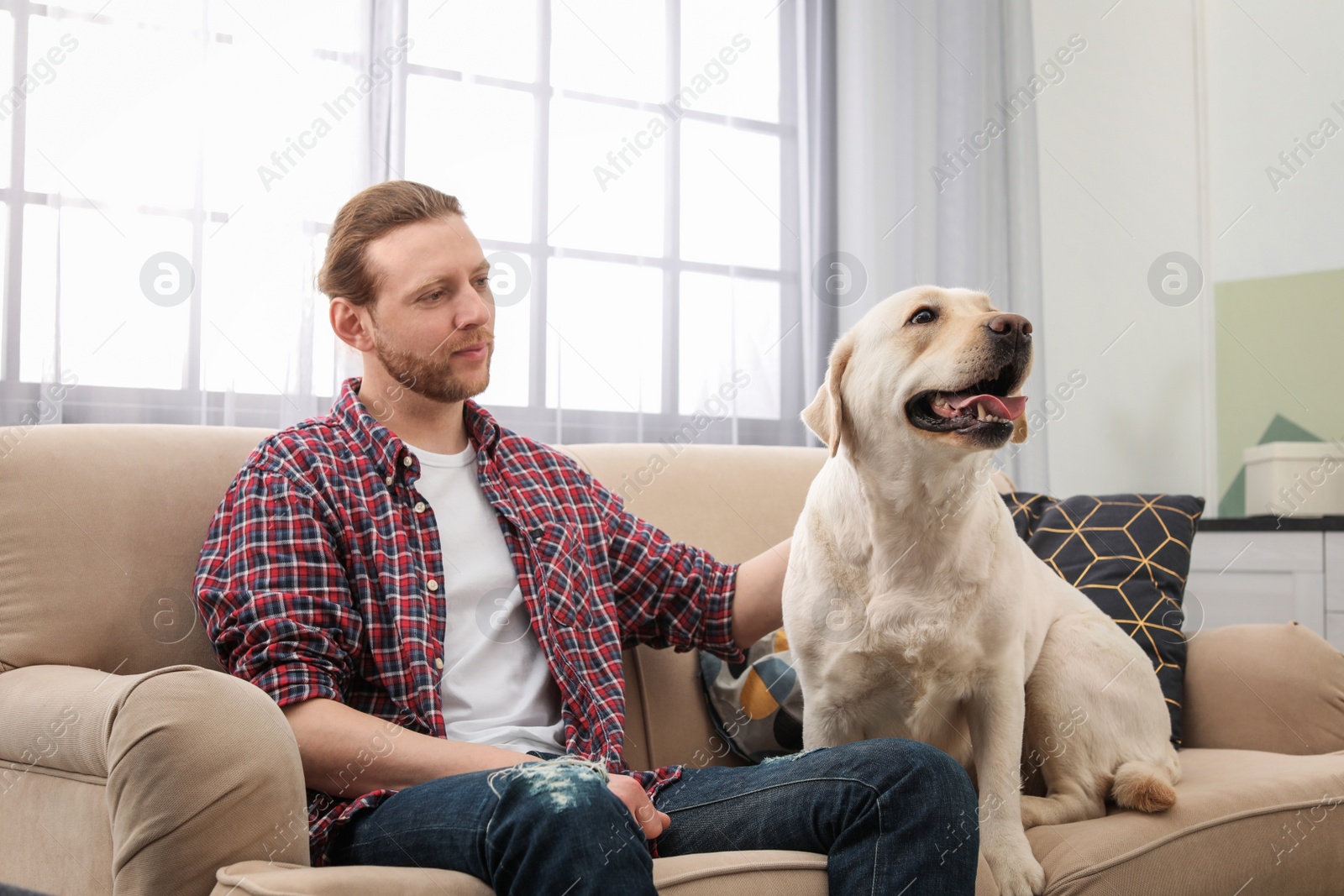 Photo of Adorable yellow labrador retriever with owner on couch indoors