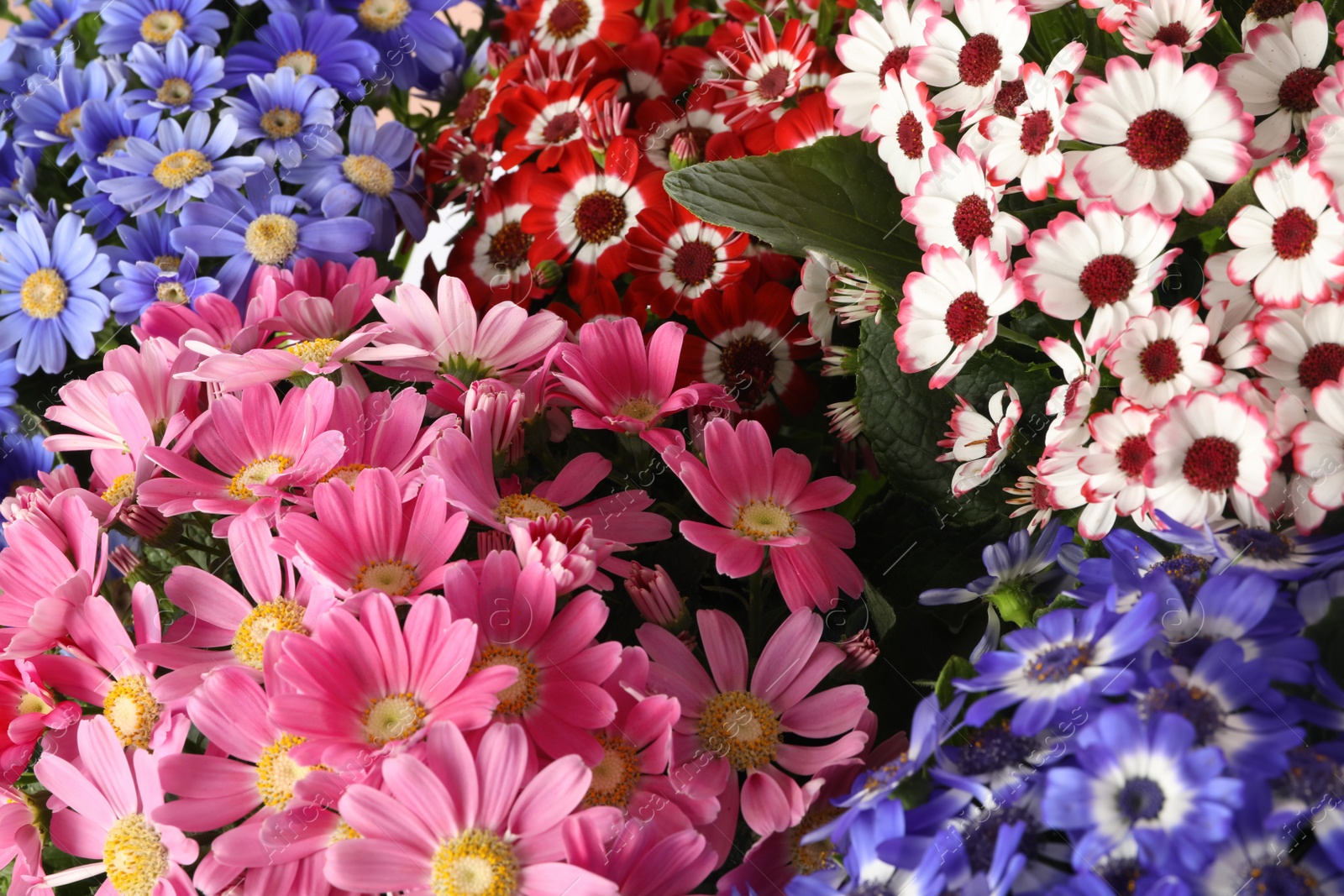 Photo of Beautiful cineraria flowers as background, closeup view