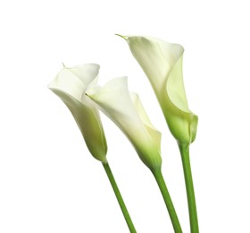 Photo of Beautiful calla lily flowers on white background