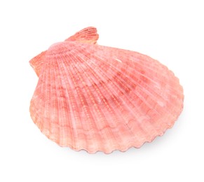 Photo of Beautiful pink seashell isolated on white. Beach object