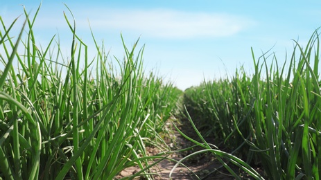 Photo of Young green onions in field on sunny day