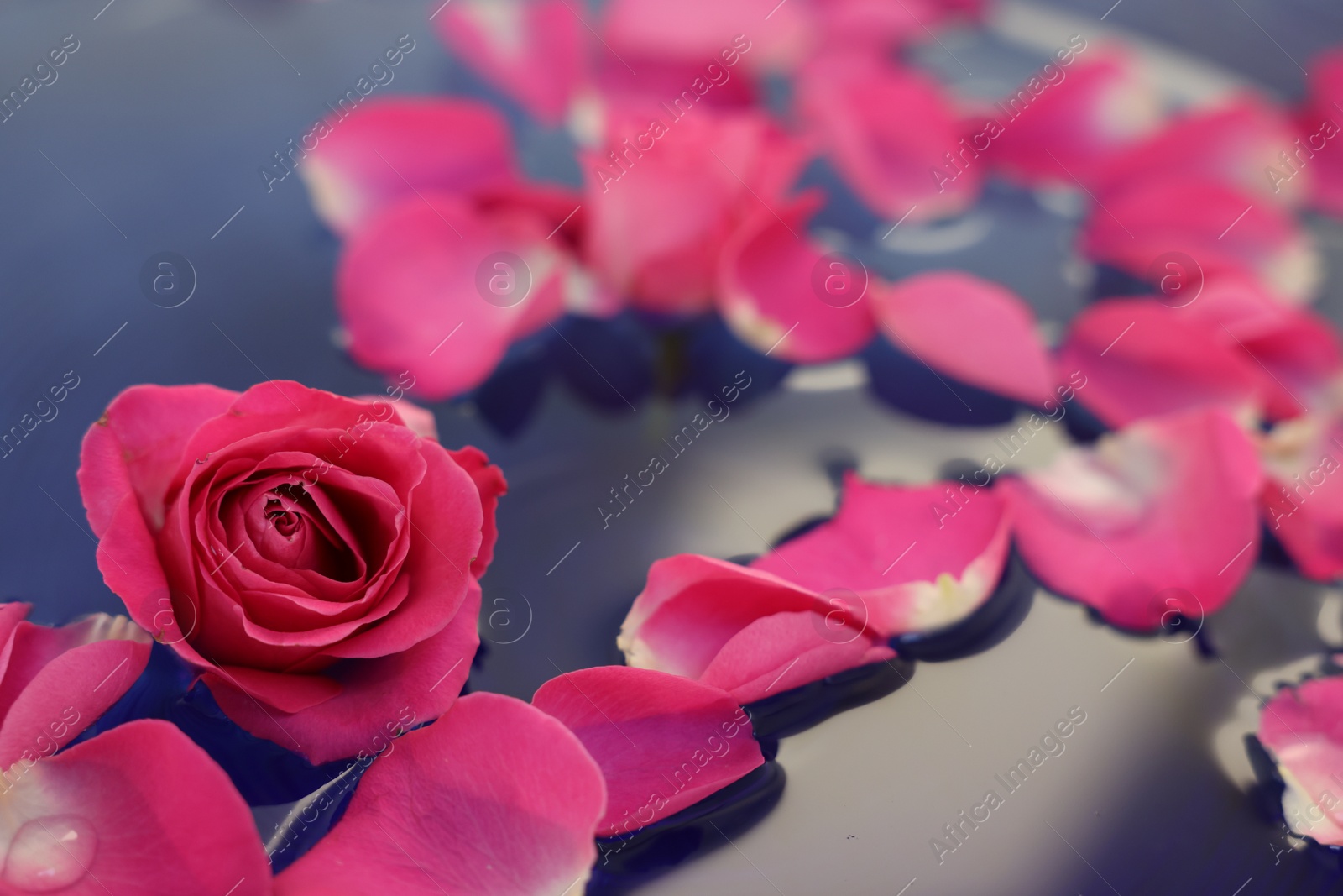 Photo of Pink rose and petals in water, closeup