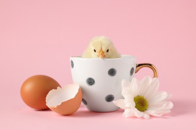Photo of Cute chick in cup with white chrysanthemum flower, egg and piece of shell on pink background, closeup. Baby animal