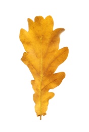 Beautiful autumn leaf on white background. Fall foliage