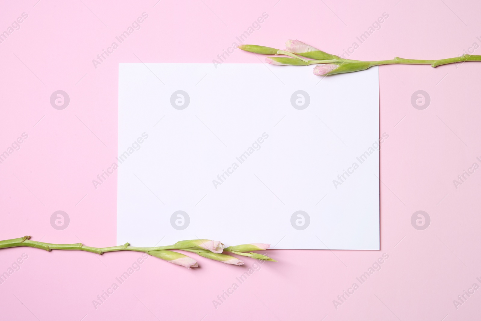 Photo of Gladiolus stems with blank card on color background, top view