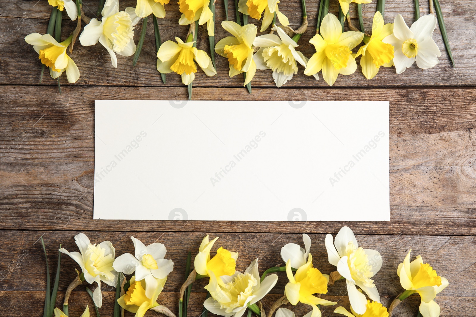 Photo of Flat lay composition with daffodils and space for text on wooden background. Fresh spring flowers