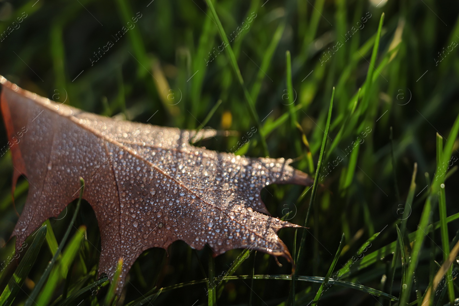 Photo of Beautiful fallen leaf with dew drops among green grass outdoors on autumn day, closeup