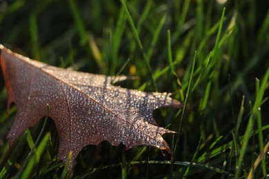 Photo of Beautiful fallen leaf with dew drops among green grass outdoors on autumn day, closeup