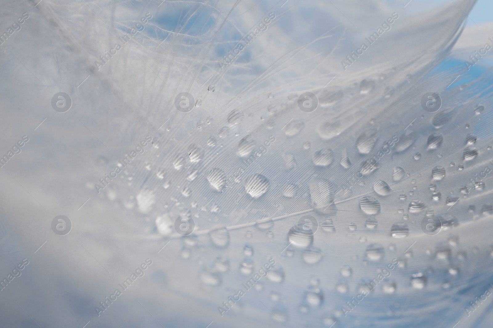 Photo of Many fluffy white feathers with water drops as background, closeup