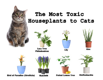 Image of Set of house plants poisonous to cats and kitten on white background