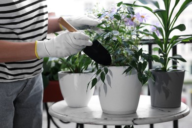 Photo of Woman potting beautiful Ficus benjamina plant at table on balcony, closeup