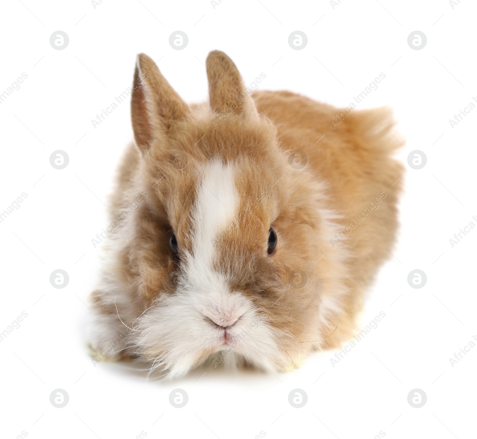 Photo of Cute fluffy pet rabbit isolated on white