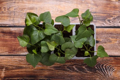 Photo of Seedlings growing in plastic container with soil on wooden background, top view. Gardening season