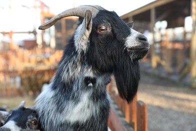 Photo of Cute goat inside of paddock in zoo