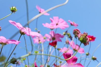 Photo of Beautiful cosmos flowers against blue sky. Meadow plant