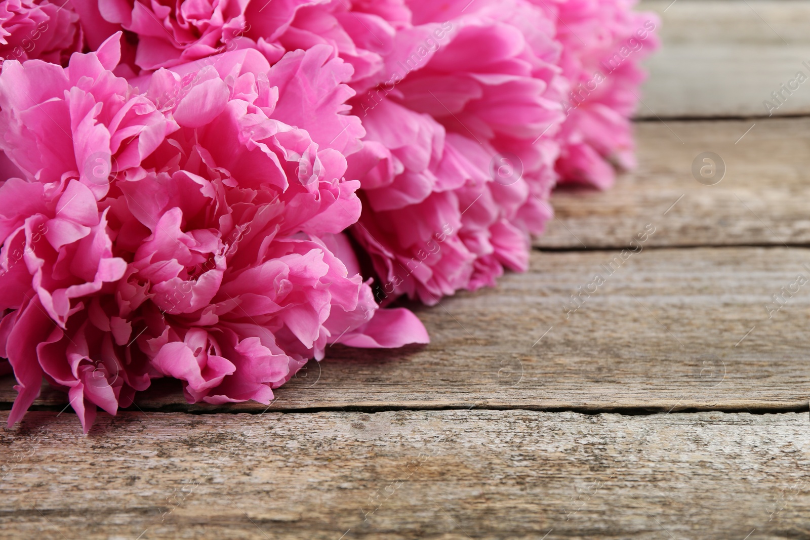 Photo of Beautiful pink peonies on wooden table, closeup. Space for text
