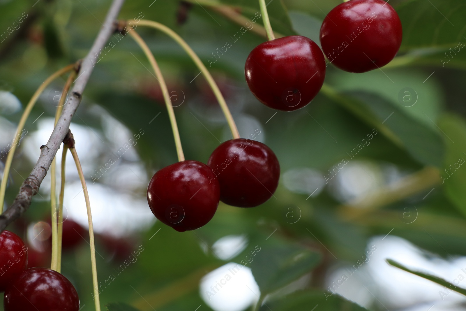 Photo of Closeup view of cherry tree with ripe red berries outdoors