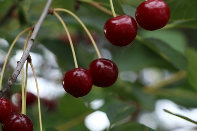 Photo of Closeup view of cherry tree with ripe red berries outdoors