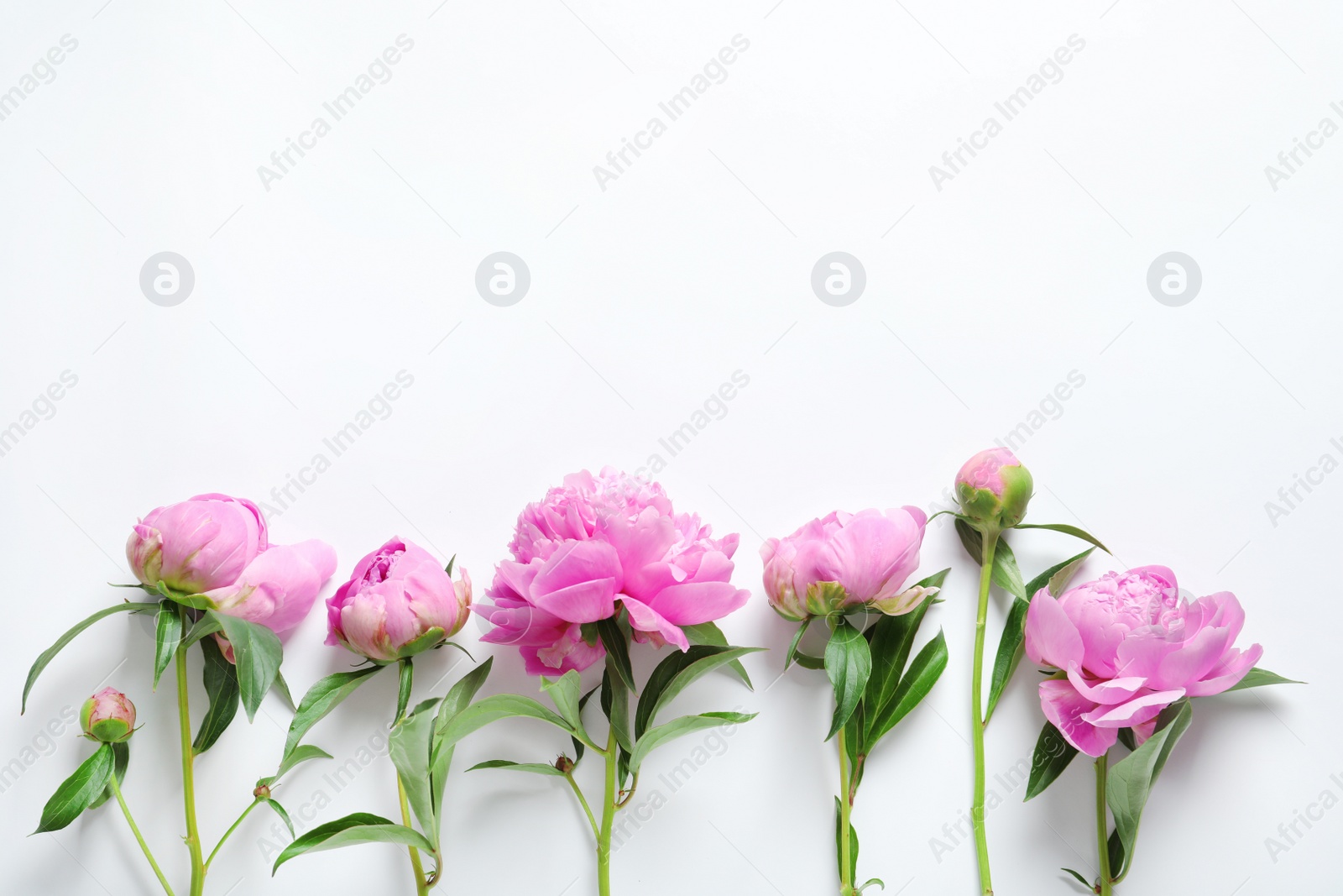 Photo of Beautiful fragrant peony flowers on white background