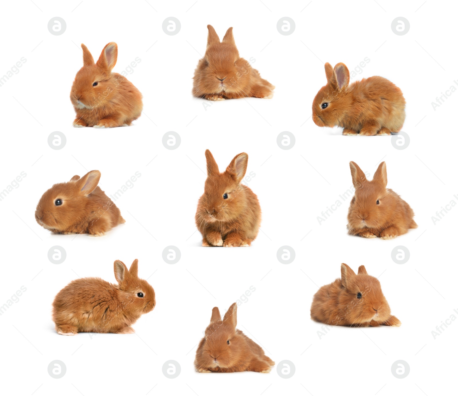 Image of Collage with adorable fluffy Easter bunnies on white background