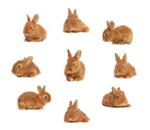 Image of Collage with adorable fluffy Easter bunnies on white background