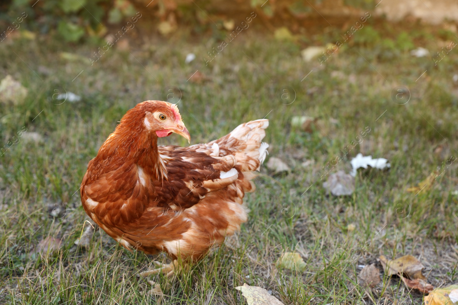 Photo of Beautiful chicken on green grass in farmyard. Domestic animal