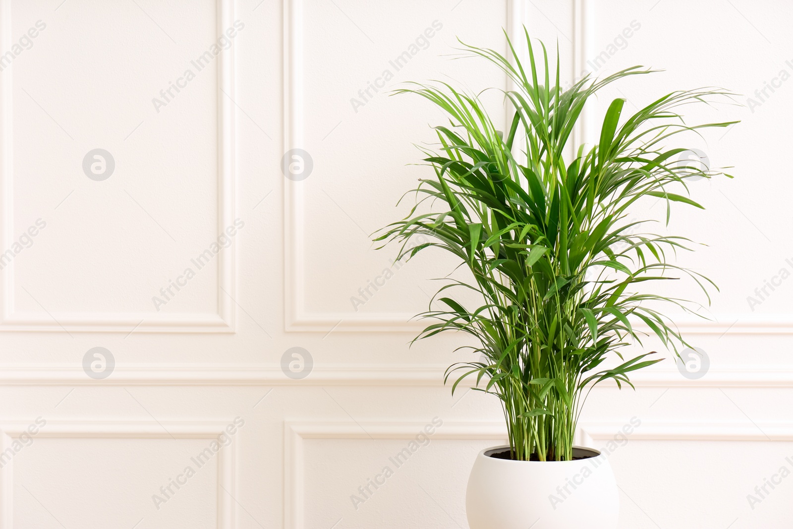 Photo of Beautiful palm plant near white wall indoors, space for text. House decoration