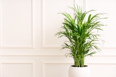 Photo of Beautiful palm plant near white wall indoors, space for text. House decoration