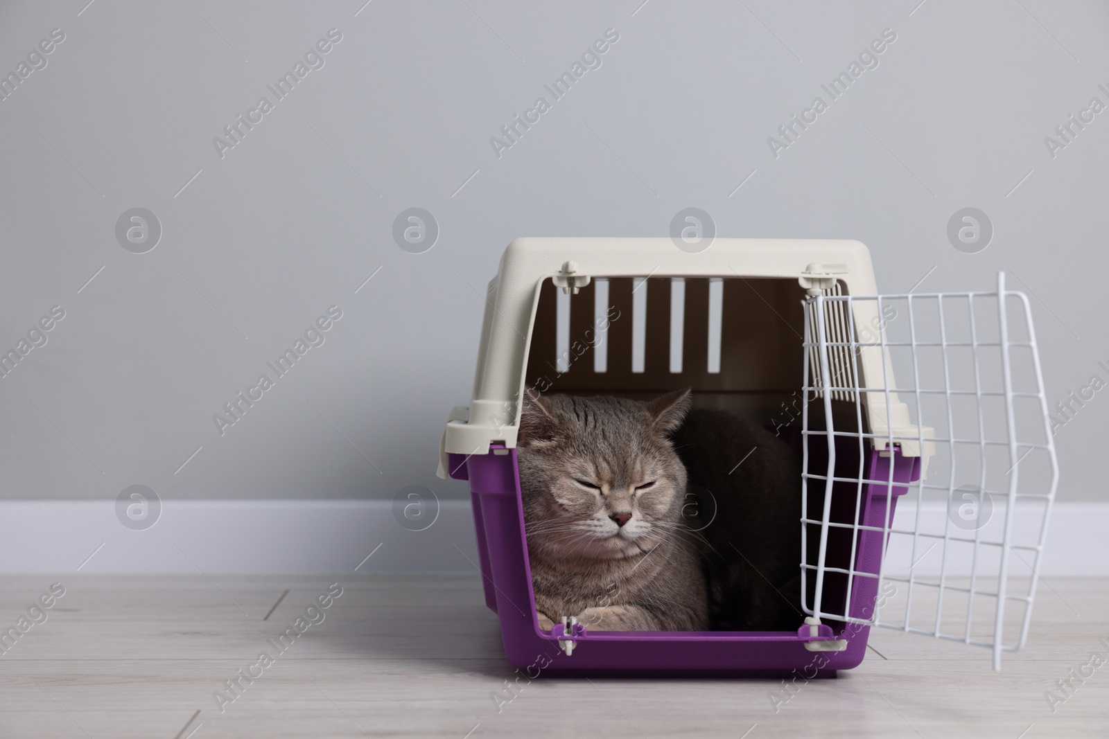 Photo of Travel with pet. Cute cat in carrier on floor near grey wall indoors, space for text