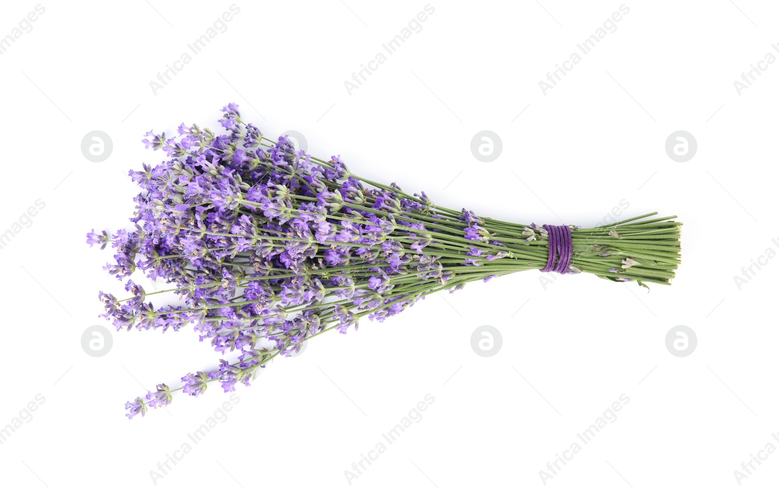 Photo of Beautiful tender lavender flowers on white background, top view