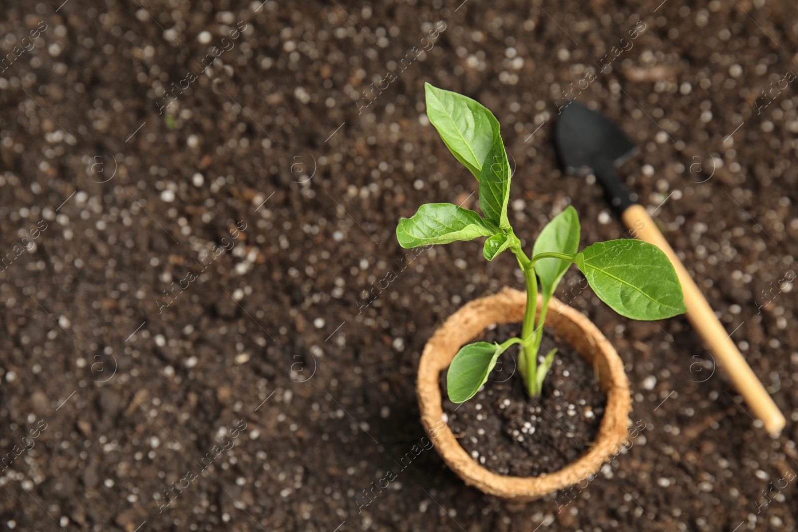 Photo of Vegetable seedling in peat pot and shovel on soil. Space for text