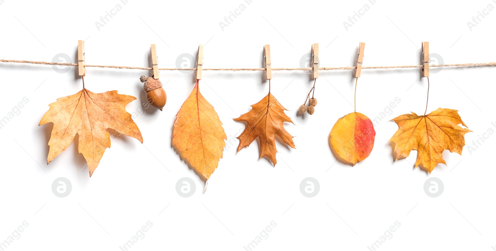 Photo of Autumn leaves hanging on rope against  white background. Space for text