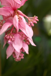 Branch of beautiful Medinilla Magnifica on blurred background, closeup