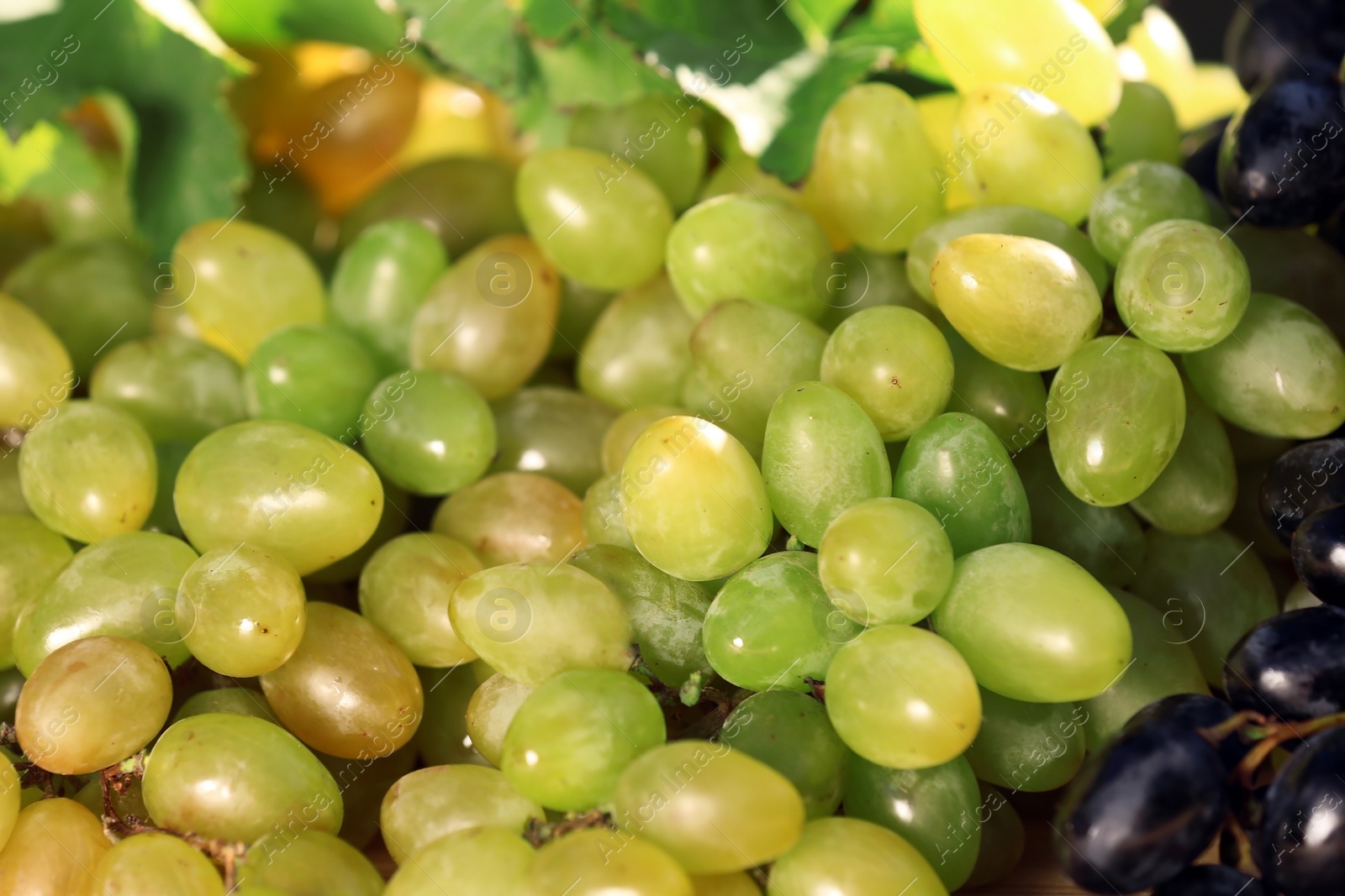 Photo of Fresh ripe juicy grapes as background, closeup