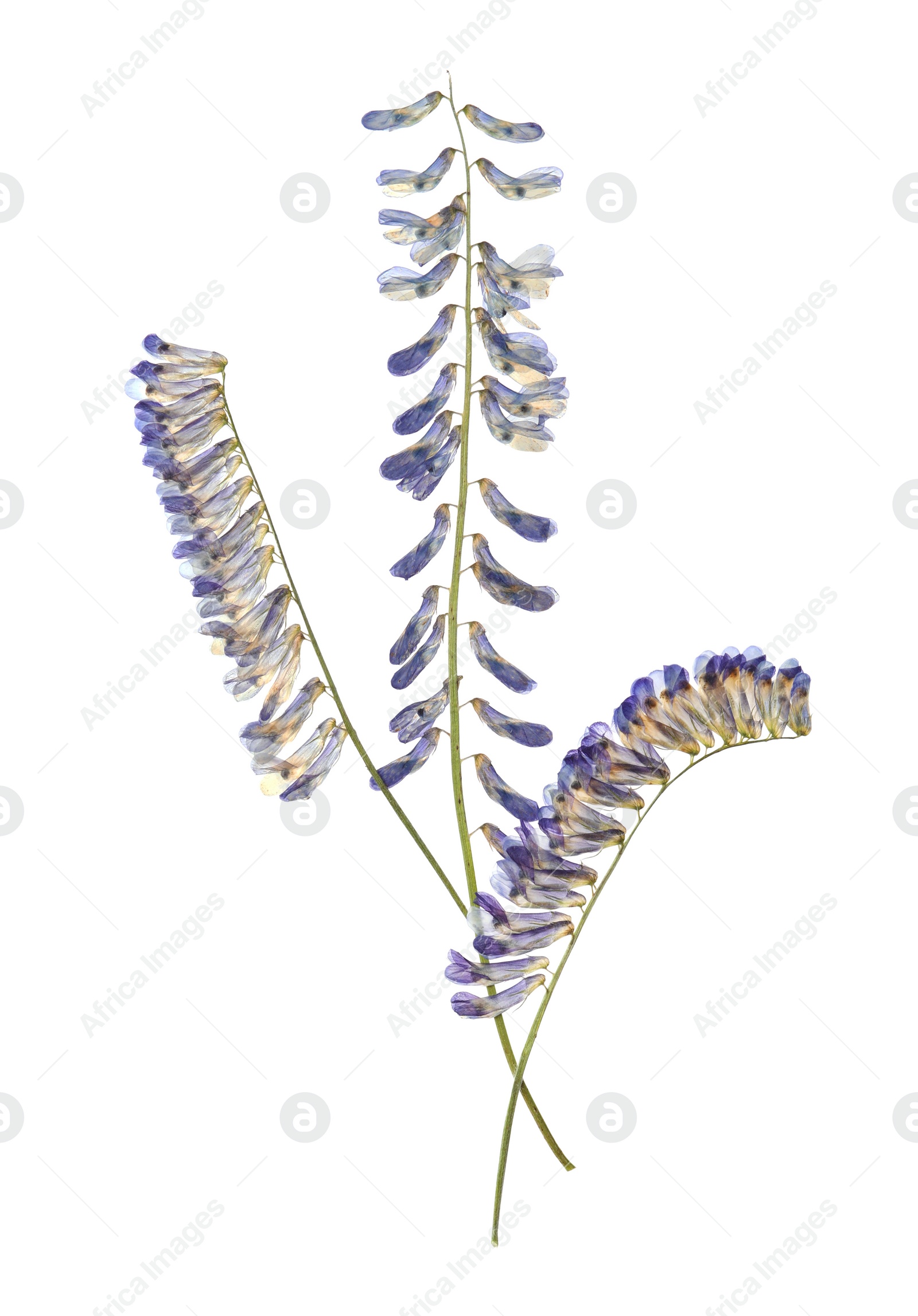 Photo of Wild dried meadow flowers on white background