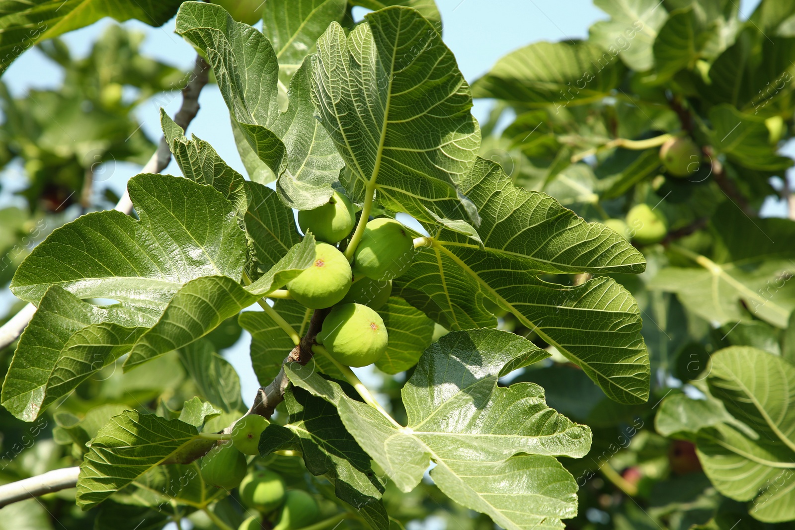 Photo of Unripe figs growing on tree in garden outdoors