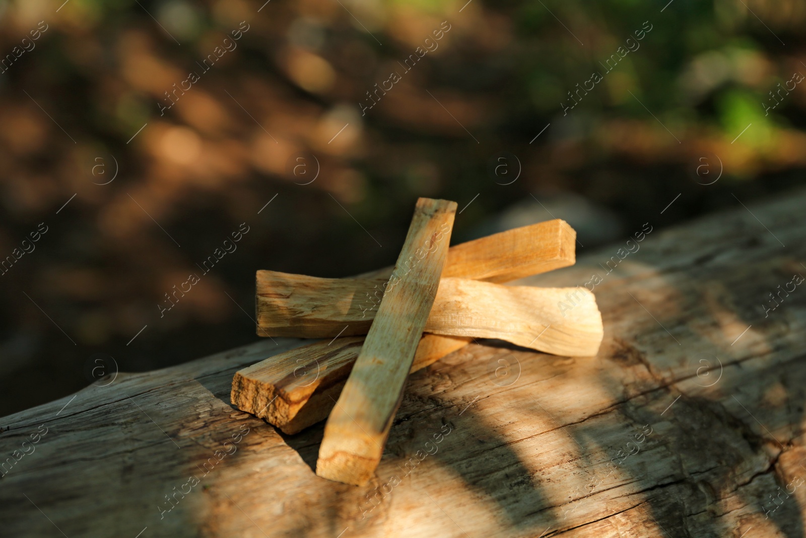 Photo of Palo santo sticks on tree bark outdoors, closeup
