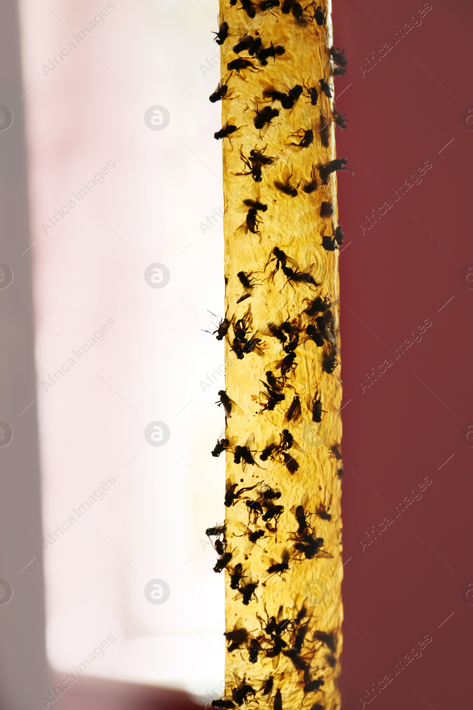 Photo of Sticky insect tape with dead flies on blurred background, closeup