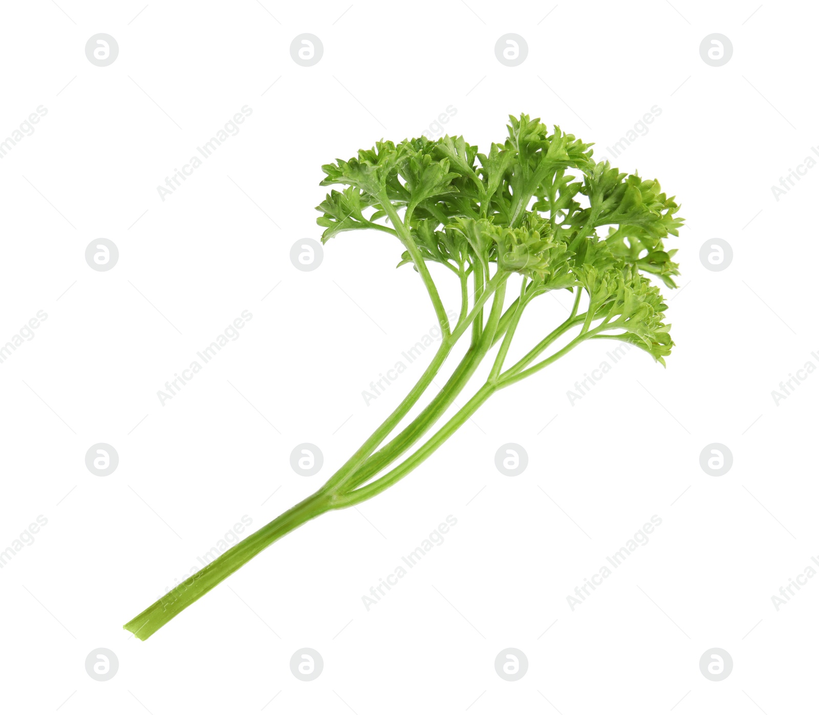 Photo of Fresh green organic parsley on white background