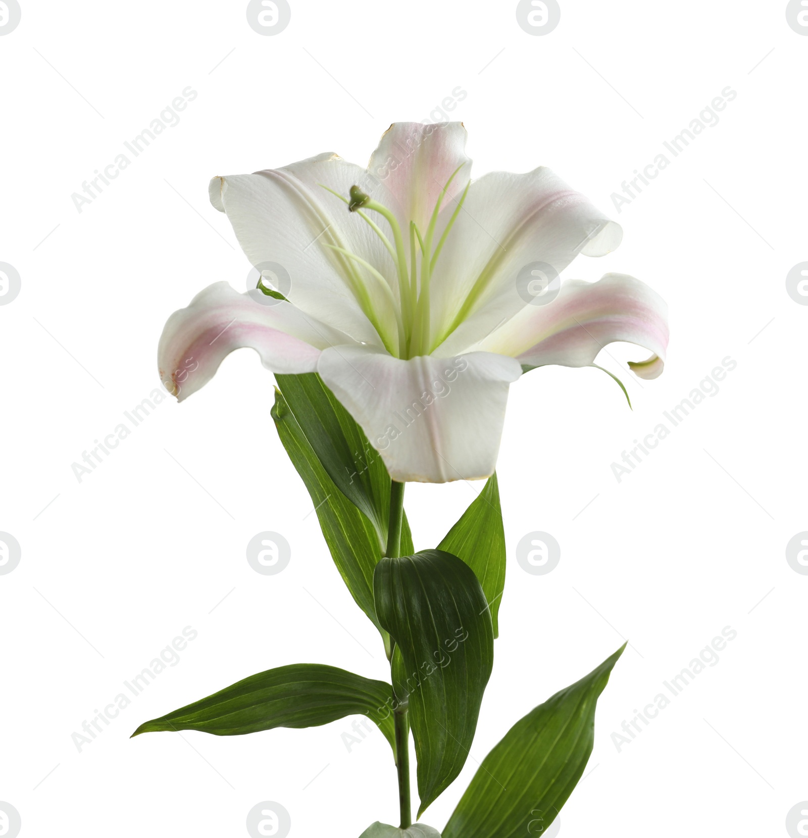 Photo of Beautiful blooming lily flower on white background