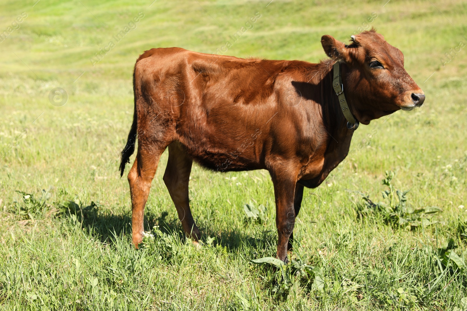 Photo of Cute brown calf on green pasture. Animal husbandry